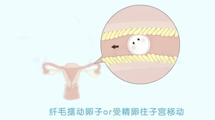卵巢早衰或卵巢功能不全，通过试管能否生宝宝？